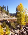 Fall colours in the low Sierras