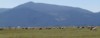 Oregon cattle ranch